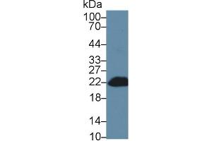 Detection of Bid in Mouse Blood Cells lysate using Polyclonal Antibody to BH3 Interacting Domain Death Agonist (Bid) (BID anticorps  (AA 1-195))