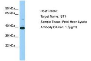 Image no. 1 for anti-Increased Sodium Tolerance 1 Homolog (IST1) (N-Term) antibody (ABIN6750206) (IST1 anticorps  (N-Term))