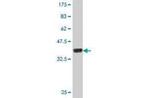 Western Blot detection against Immunogen (37.