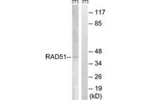 Western Blotting (WB) image for anti-DNA Repair Protein Homolog 1 (RAD51) (AA 275-324) antibody (ABIN2889157) (RAD51 anticorps  (AA 275-324))