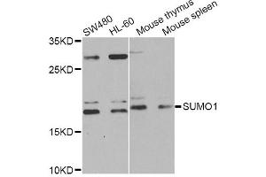Western blot analysis of extracts of various cell lines, using SUMO1 Antibody (ABIN5971157) at 1/1000 dilution. (SUMO1 anticorps)