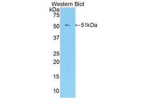 Western Blotting (WB) image for anti-Kallikrein 8 (KLK8) (AA 33-250) antibody (ABIN3208080) (Kallikrein 8 anticorps  (AA 33-250))