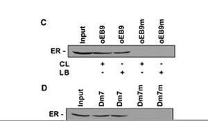 Bioactivity measured with Activity Assay