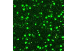Anti-MCM2 antibody, ICC ICC: A549 Cell