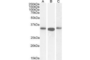 ABIN184748 (0. (ARPC2 anticorps  (C-Term))