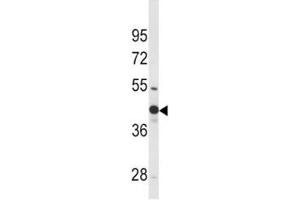 Western blot analysis of WNT4 antibody and mouse bladder tissue lysate.