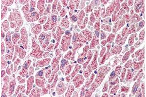 Human Heart (formalin-fixed, paraffin-embedded) stained with GBL antibody ABIN214494 at 2. (GBL anticorps  (C-Term))