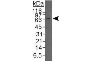 Western blot analysis of NR1H4 in HeLa nuclear extract using NR1H4 polyclonal antibody . (NR1H4 anticorps  (C-Term))
