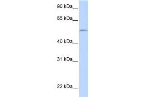 WB Suggested Anti-UGT1A1 Antibody Titration:  0.