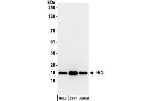 anti-Chromosome 6 Open Reading Frame 108 (C6orf108) (AA 124-174) antibody