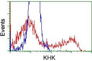 HEK293T cells transfected with either RC202424 overexpress plasmid (Red) or empty vector control plasmid (Blue) were immunostained by anti-KHK antibody (ABIN2453199), and then analyzed by flow cytometry. (Ketohexokinase anticorps)