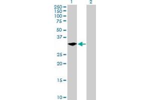 Western Blot analysis of LYPD5 expression in transfected 293T cell line by LYPD5 MaxPab polyclonal antibody. (LYPD5 anticorps  (AA 1-249))