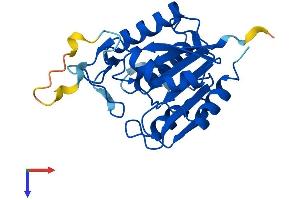 AlphaFold protein structure predicition of Human Recombinant OVCA2 Protein, UniprotID Q8WZ82