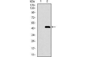 Western blot analysis using MRPL42 mAb against HEK293 (1) and MRPL42 (AA: 10-142)-hIgGFc transfected HEK293 (2) cell lysate.