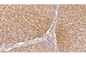 Detection of FTH in Porcine Liver Tissue using Polyclonal Antibody to Ferritin, Heavy Polypeptide (FTH)