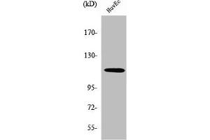 Western Blot analysis of HuvEc cells using SENP7 Polyclonal Antibody (SENP7 anticorps  (C-Term))