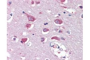 ABIN308410 (5µg/ml) staining of paraffin embedded Human Cortex. (GRIA4 anticorps  (Internal Region))