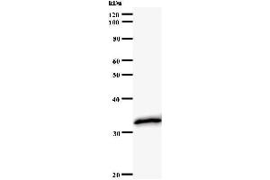 Western Blotting (WB) image for anti-X-Box Binding Protein 1 (XBP1) antibody (ABIN930955) (XBP1 anticorps)