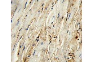 CD105 antibody immunohistochemistry analysis in formalin fixed and paraffin embedded mouse heart tissue.