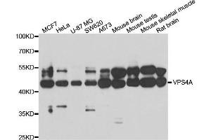 Western blot analysis of extracts of various cell lines, using VPS4A antibody. (VPS4A anticorps)