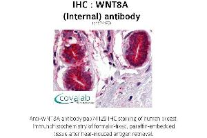 Image no. 1 for anti-Wingless-Type MMTV Integration Site Family, Member 8A (WNT8A) (Internal Region) antibody (ABIN1740838) (WNT8A anticorps  (Internal Region))