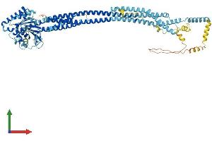 AlphaFold protein structure predicition of Mouse Recombinant Mfn1 Protein, UniprotID Q811U4