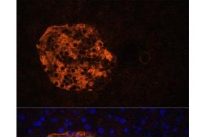 Immunofluorescence analysis of Mouse pancreas using PNLIPRP2 Polyclonal Antibody at dilution of 1:100. (PNLIPRP2 anticorps)