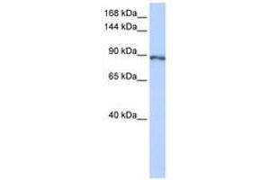 Image no. 1 for anti-Small Optic Lobes Homolog (SOLH) (AA 1008-1057) antibody (ABIN6742789) (Calpain 15/SOLH anticorps  (AA 1008-1057))