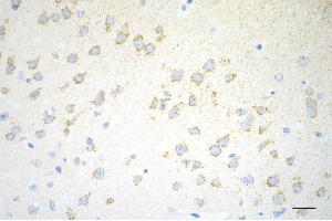 Immunohistochemistry was performed on paraffin-embedded mouse brain using C1QBP antibody (ABIN7798136), 1:200). (Recombinant C1QBP anticorps)