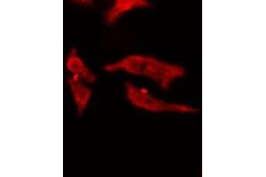 ABIN6275022 staining  Hela cells by IF/ICC.