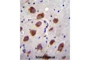 BMPR1B Antibody (Center) immunohistochemistry analysis in formalin fixed and paraffin embedded human brain tissue followed by peroxidase conjugation of the secondary antibody and DAB staining.
