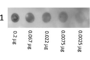 Dot Blot showing the detection Biotin conjugated Human Albumin. (Albumin Protein (ALB) (Biotin))