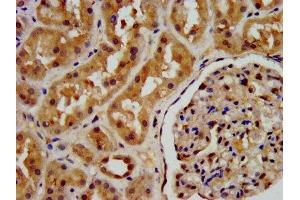 IHC image of ABIN7163417 diluted at 1:200 and staining in paraffin-embedded human kidney tissue performed on a Leica BondTM system. (PSAT1 anticorps  (AA 104-206))