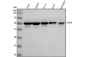 anti-PiggyBac Transposable Element Derived 4 (PGBD4) (AA 224-446) antibody