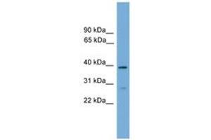 Image no. 1 for anti-Neutrophil Cytosolic Factor 4, 40kDa (NCF4) (AA 267-316) antibody (ABIN6745519) (NCF4 anticorps  (AA 267-316))