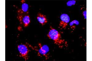 Proximity Ligation Analysis of protein-protein interactions between CCNB1 and CDC25A.