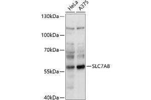 Western blot analysis of extracts of various cell lines, using SLC7 antibody (ABIN7270479) at 1:1000 dilution. (SLC7A8 anticorps  (AA 150-250))