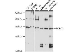 Western blot analysis of extracts of various cell lines, using ROBO2 antibody (ABIN6128651, ABIN6147060, ABIN6147061 and ABIN6214193) at 1:1000 dilution. (ROBO2 anticorps  (AA 450-660))