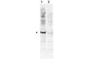 Western blot using  Affinity Purified anti-APC6 pT580 antibody shows detection of a band ~72 kDa corresponding to phosphorylated human APC6 (arrowhead lane 1). (CDC16 anticorps  (pThr580))