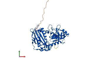 AlphaFold protein structure predicition of Mouse Recombinant Bcat1 Protein, UniprotID P24288