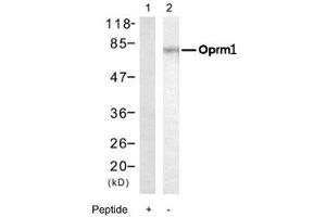 Western blot analysis of extract from PC-12 cells, using Oprm1 polyclonal antibody . (Mu Opioid Receptor 1 anticorps  (Ser375))