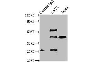Immunoprecipitating SAV1 in NIH/3T3 whole cell lysate Lane 1: Rabbit control IgG instead of ABIN7166096 in NIH/3T3 whole cell lysate. (SAV1 anticorps  (AA 1-210))