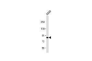 Anti-USP45 Antibody (Center) at 1:2000 dilution + A549 whole cell lysate Lysates/proteins at 20 μg per lane.