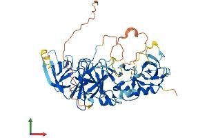 AlphaFold protein structure predicition of Human Recombinant PELI3 Protein, UniprotID Q8N2H9