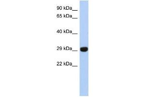 Western Blotting (WB) image for anti-Fructosamine 3 Kinase Related Protein (FN3KRP) antibody (ABIN2460081) (FN3KRP anticorps)