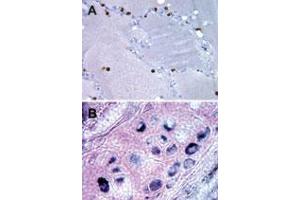 Bi-1 Immunohistochemistry. (Bax Inhibitor 1 anticorps)