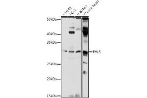 Western blot analysis of extracts of various cell lines, using FHL5 antibody (ABIN7267255) at 1:1000 dilution.