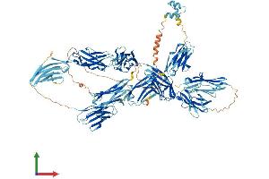 AlphaFold protein structure predicition of Human Recombinant MYBPC2 Protein, UniprotID Q14324
