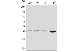 Western blot analysis of PIM1 using anti-PIM1 antibody (ABIN3043606).