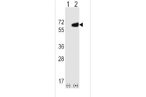 Western blot analysis of NT5E using rabbit polyclonal NT5E Antibody (M535) using 293 cell lysates (2 ug/lane) either nontransfected (Lane 1) or transiently transfected (Lane 2) with the NT5E gene. (CD73 anticorps  (C-Term))